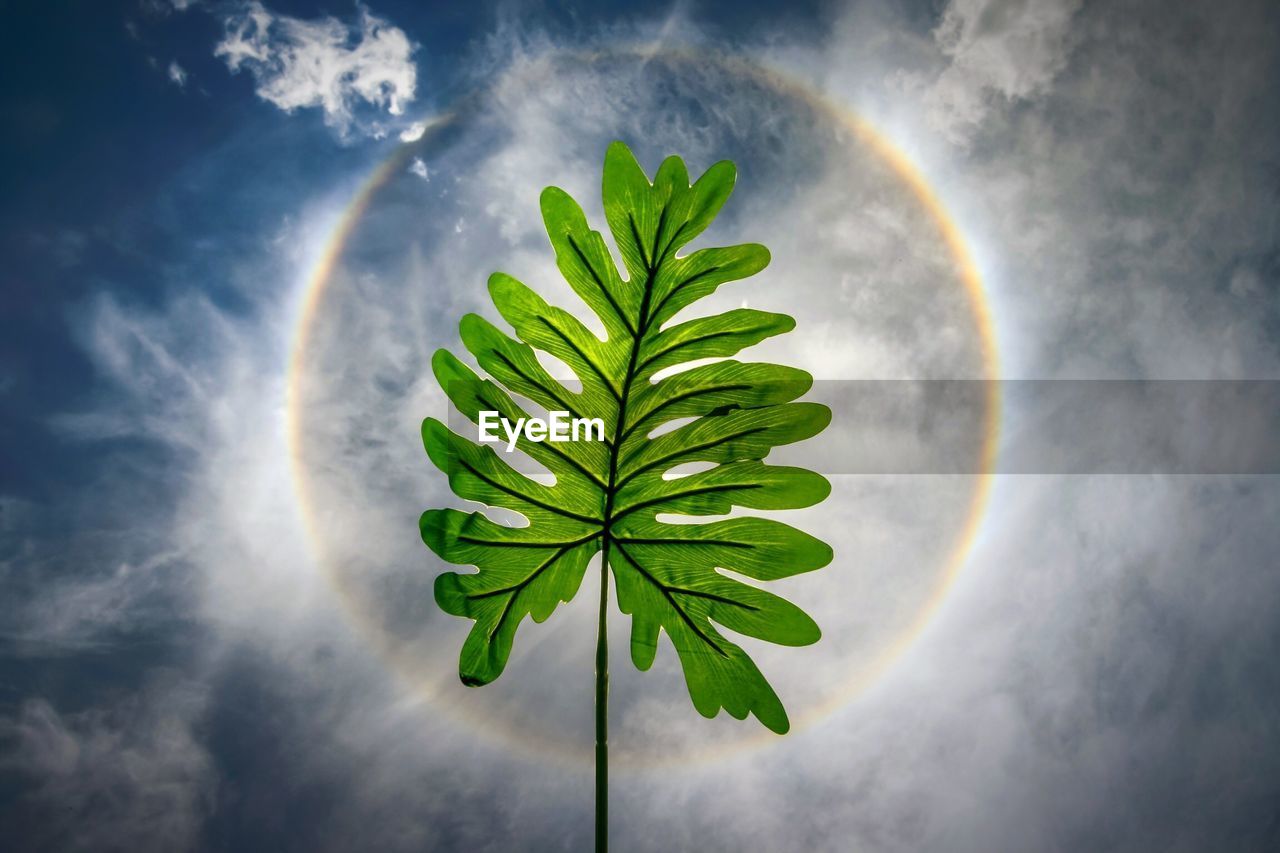 CLOSE-UP OF GREEN PLANT AGAINST SKY