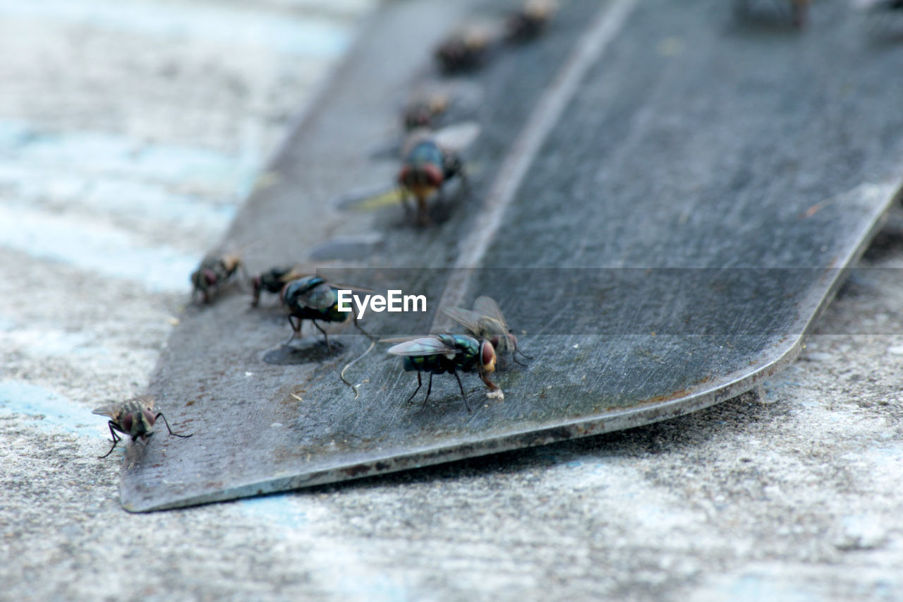 Flies,fly carriers of cholera