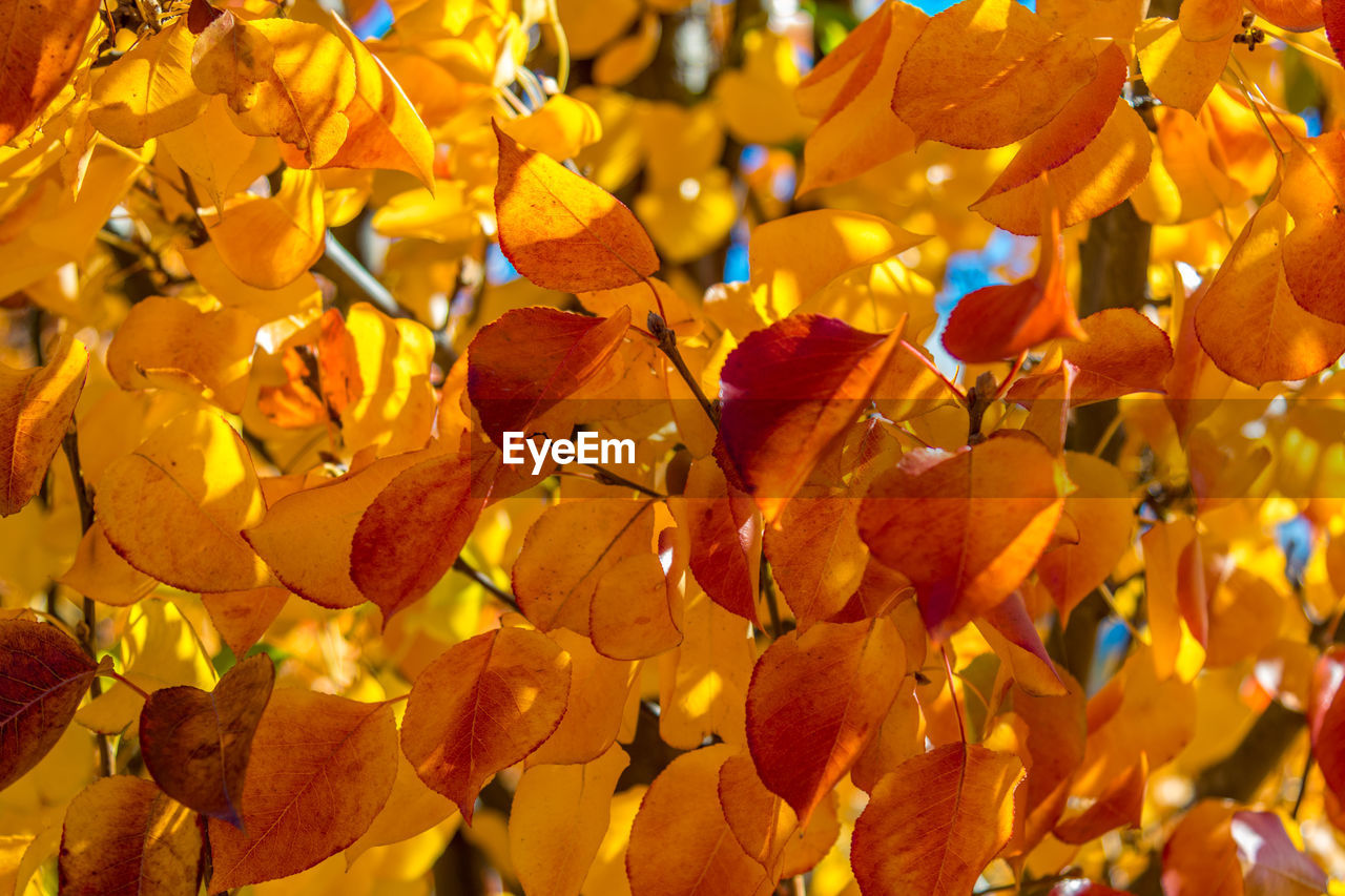 CLOSE-UP OF YELLOW LEAVES