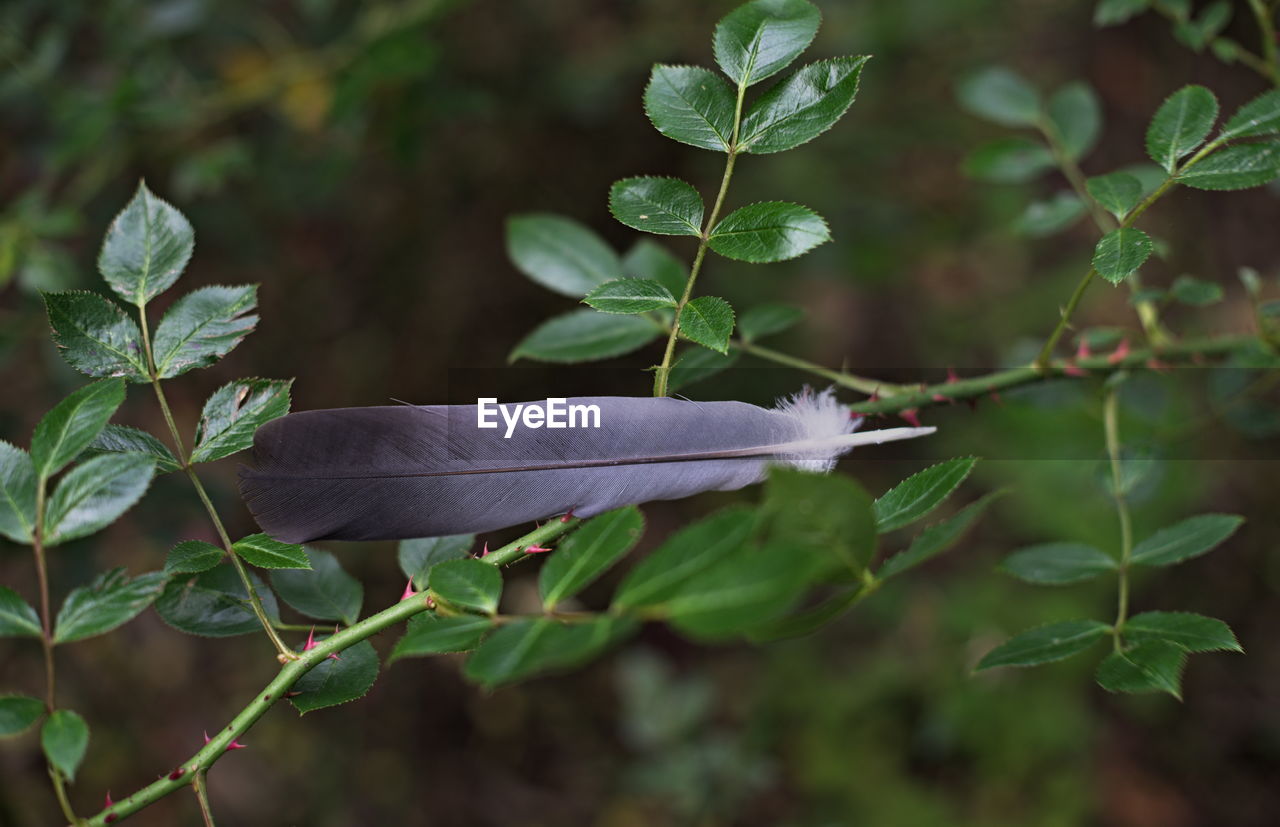 CLOSE-UP OF FEATHERS ON PLANT