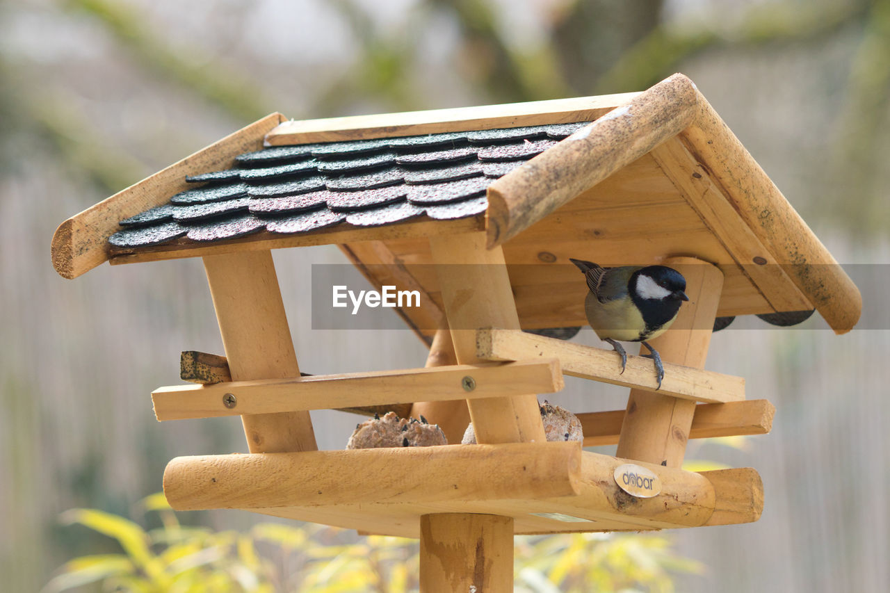 CLOSE-UP OF BIRDHOUSE ON WOOD