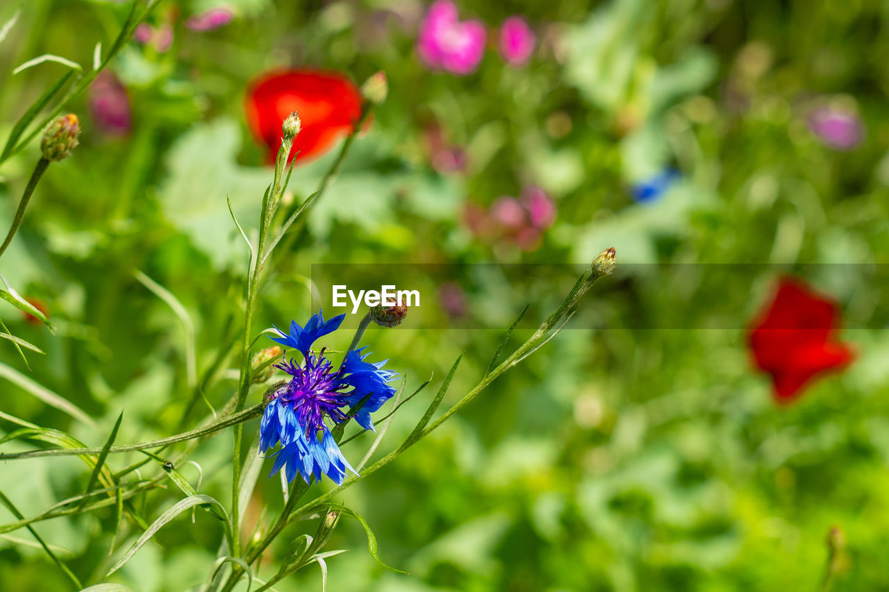 flower, flowering plant, plant, beauty in nature, meadow, nature, freshness, insect, grass, animal, animal themes, animal wildlife, close-up, wildflower, fragility, summer, multi colored, no people, macro photography, animal wing, purple, environment, petal, blue, flower head, red, outdoors, focus on foreground, growth, springtime, green, one animal, field, wildlife, land, butterfly, environmental conservation, social issues, day, botany, lawn, food, macro, plain, plant part, vibrant color