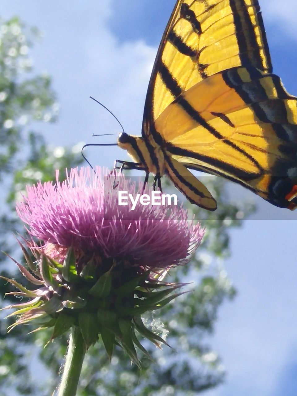 Close-up of butterfly pollinating on flower