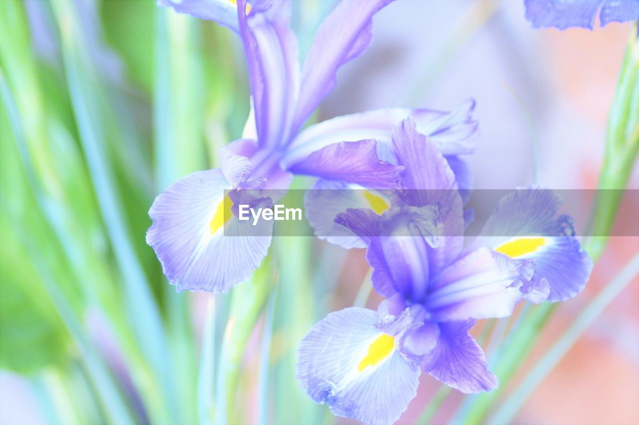 Close-up of irish flowers blooming in park