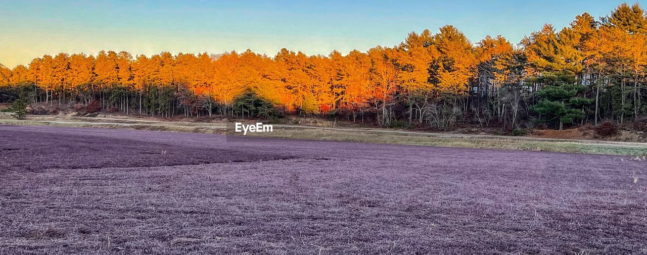 plant, tree, beauty in nature, nature, scenics - nature, landscape, autumn, sky, tranquility, no people, tranquil scene, land, environment, road, non-urban scene, leaf, forest, wilderness, growth, day, pine tree, coniferous tree, pinaceae, orange color, outdoors, pine woodland, prairie, idyllic, woodland, clear sky, morning, remote, blue, yellow, mountain, multi colored