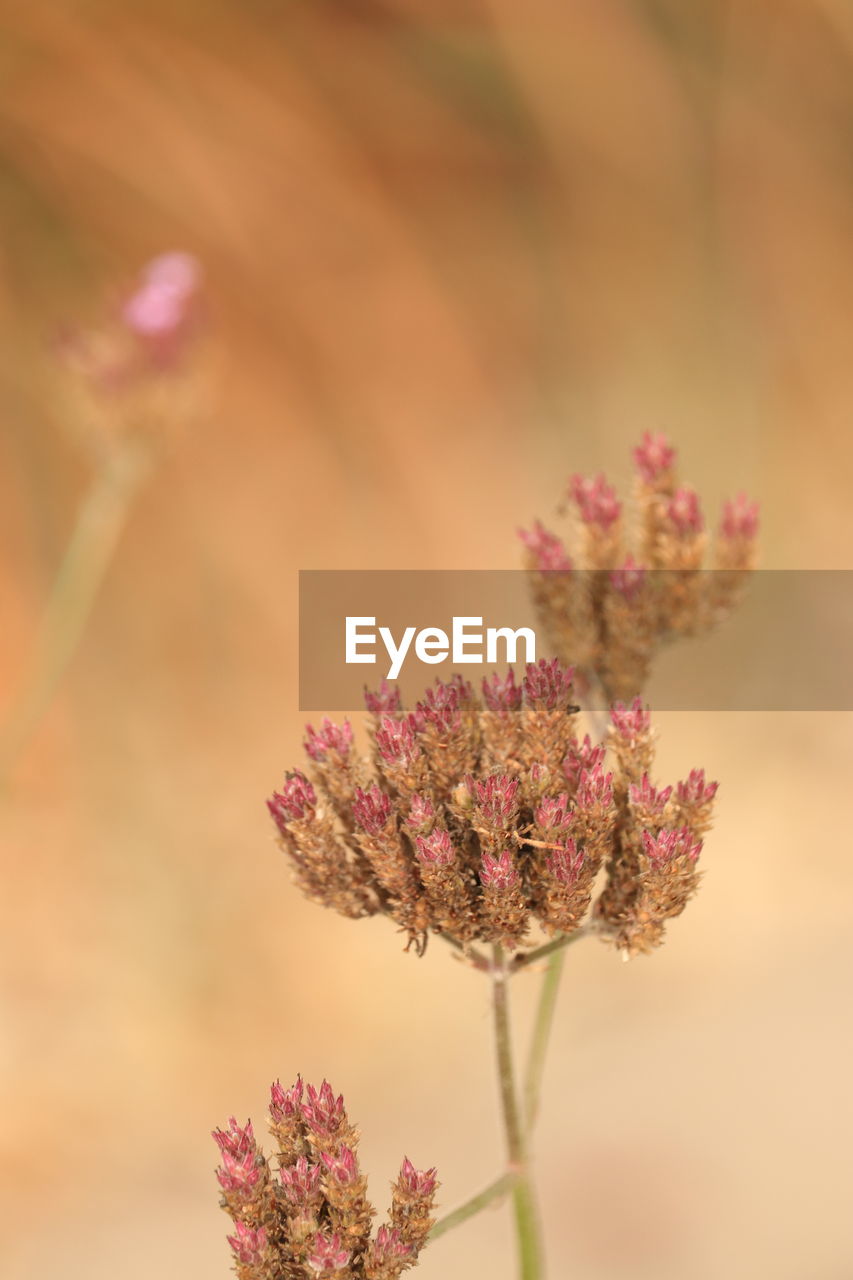 close-up of pink flowering plant