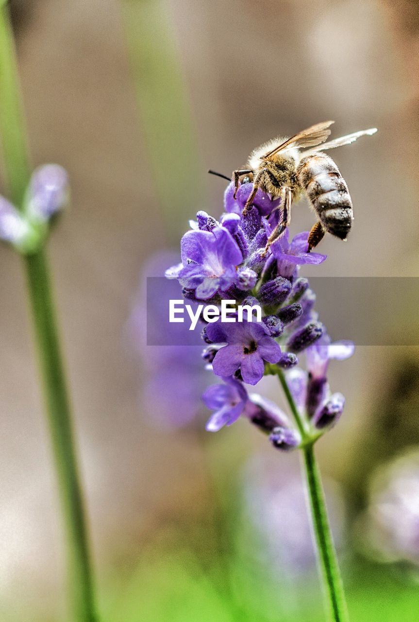 Close-up of insect on flower