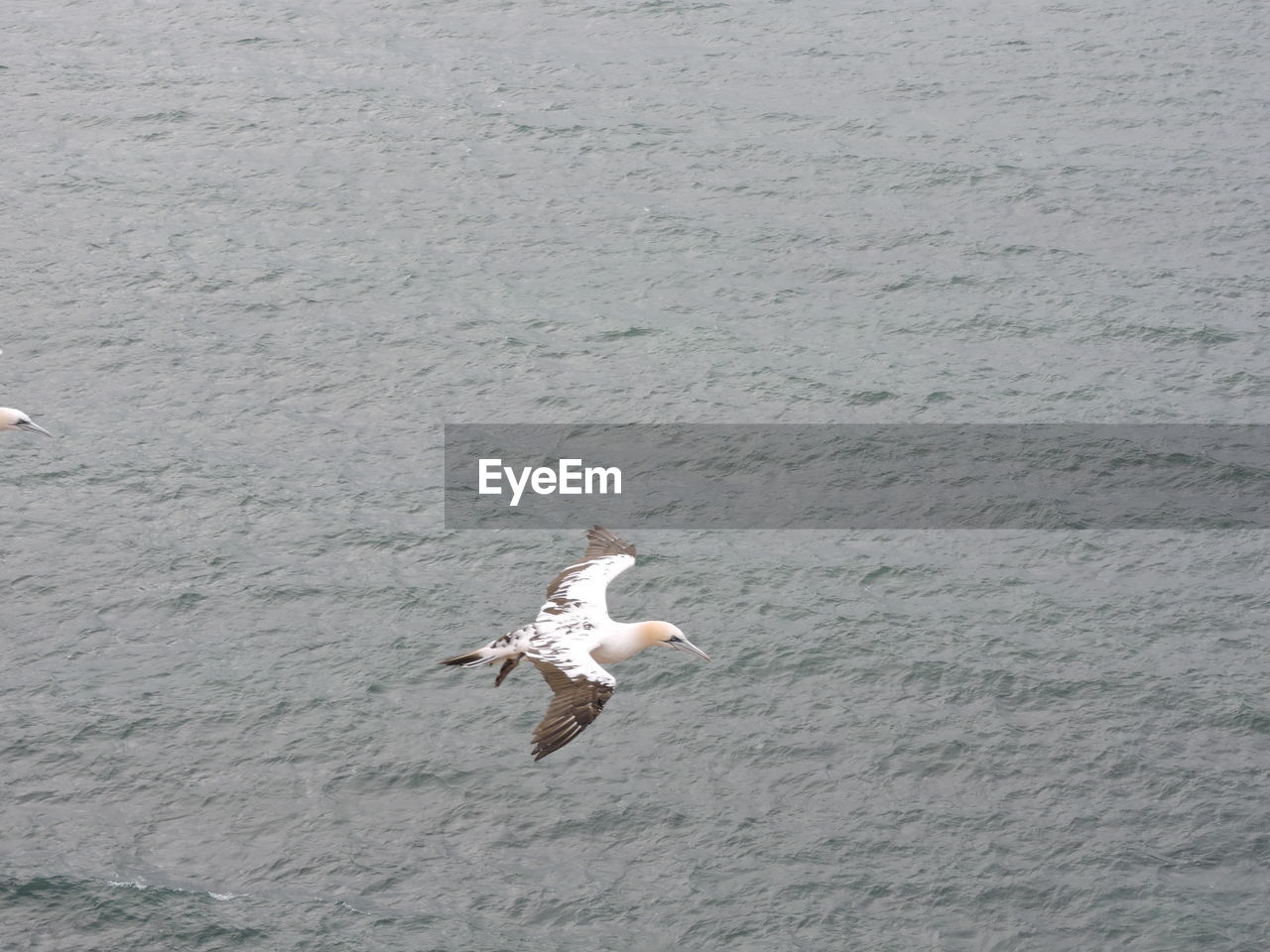 SEAGULL FLYING ABOVE SEA