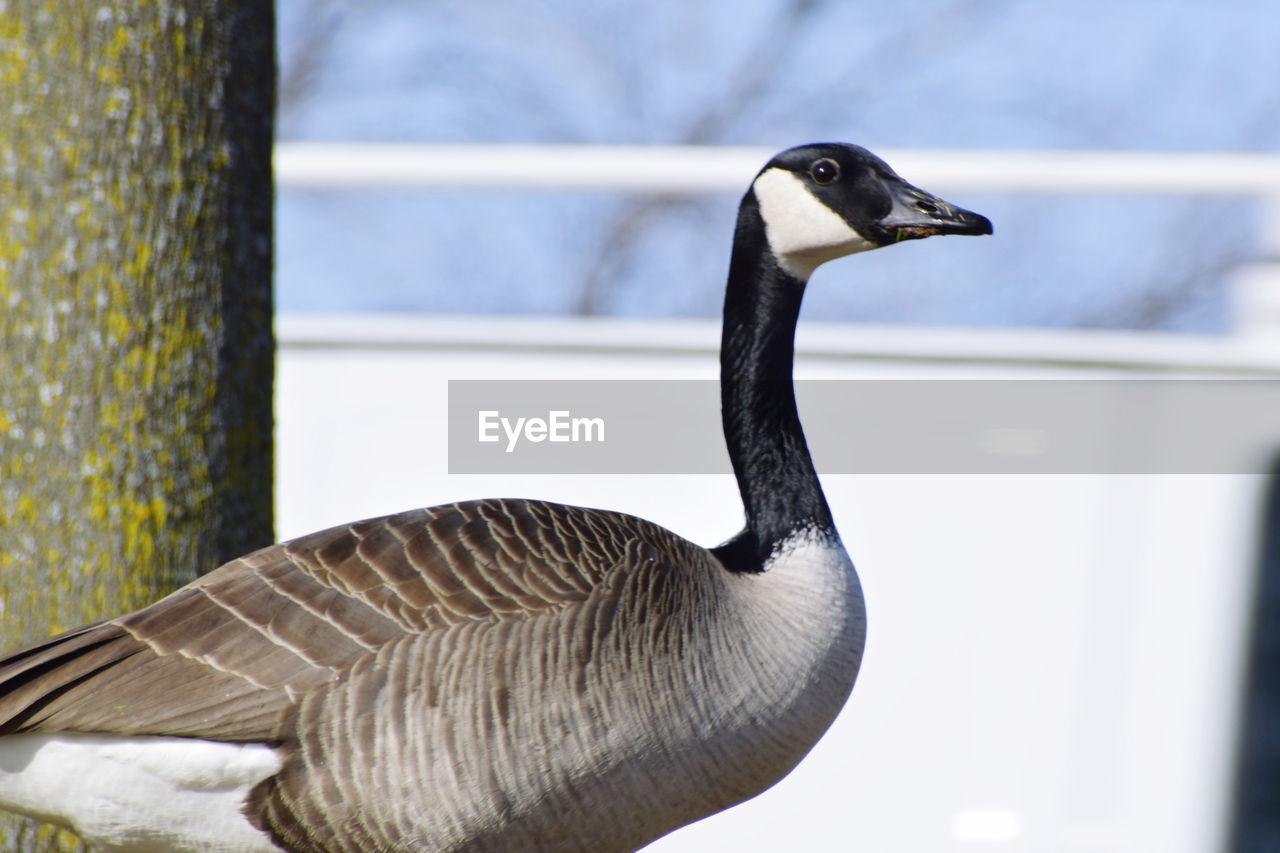 CLOSE-UP OF A DUCK