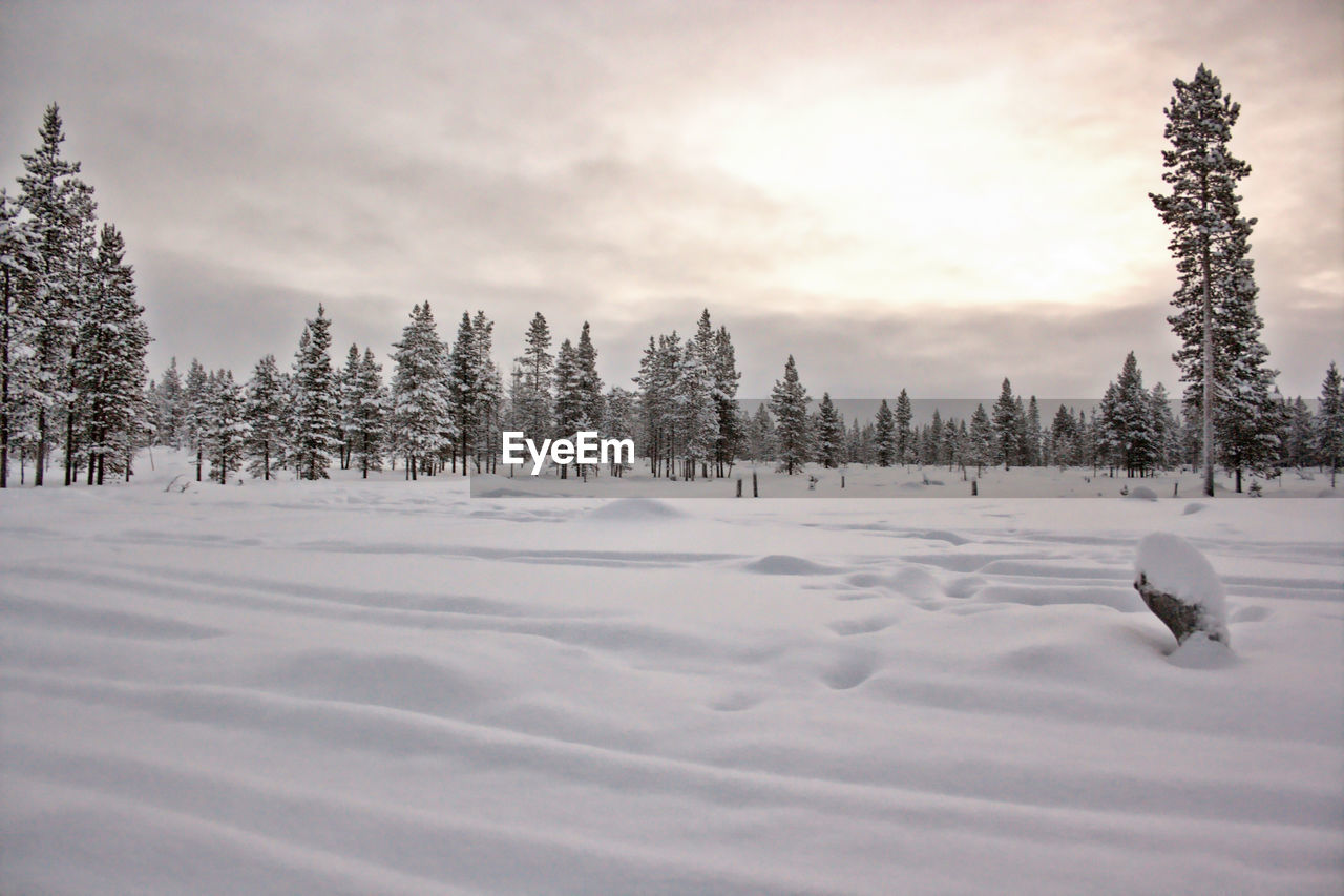 Winter landscape with trees on a cloudy day in scandinavia