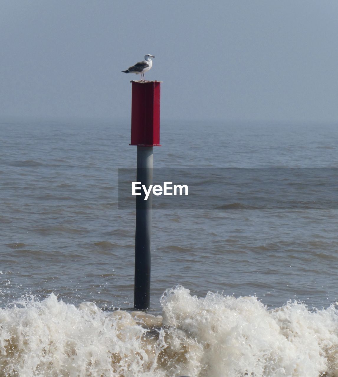 Seagull on top of  breakwater  warning post horsey 