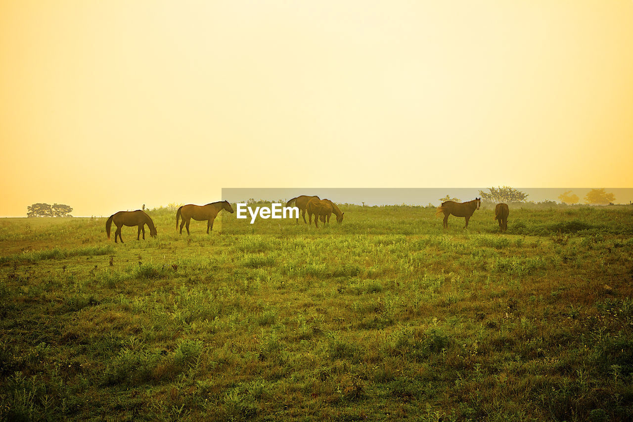 Horses graze in early mzorning fog on kentucky farm.