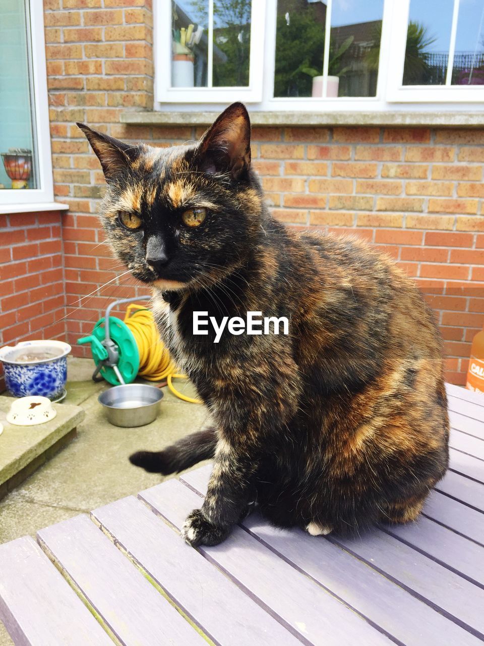 CAT LYING DOWN IN BOWL ON FLOOR