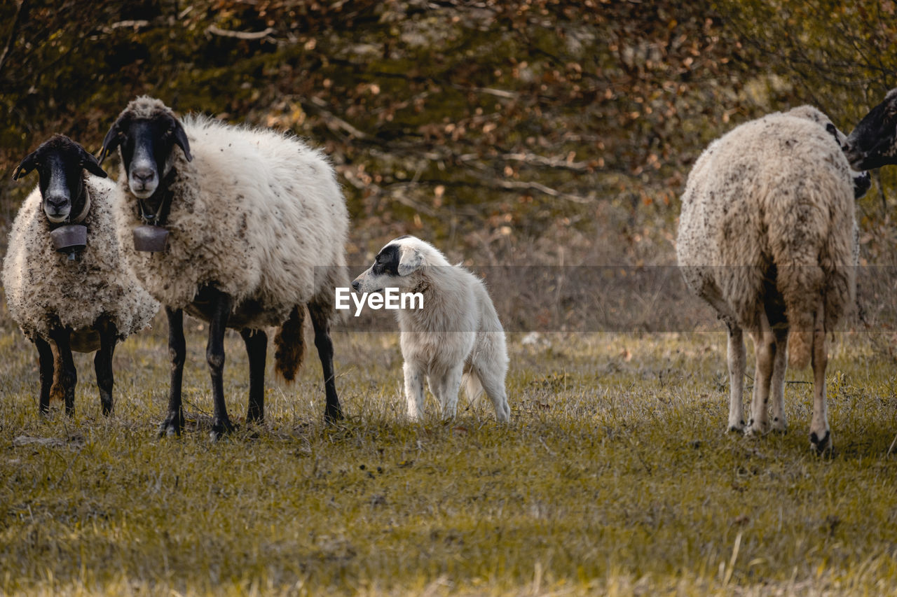 A flock of sheep and their guard dog near the small village of varshilo in the strandzha mountains.