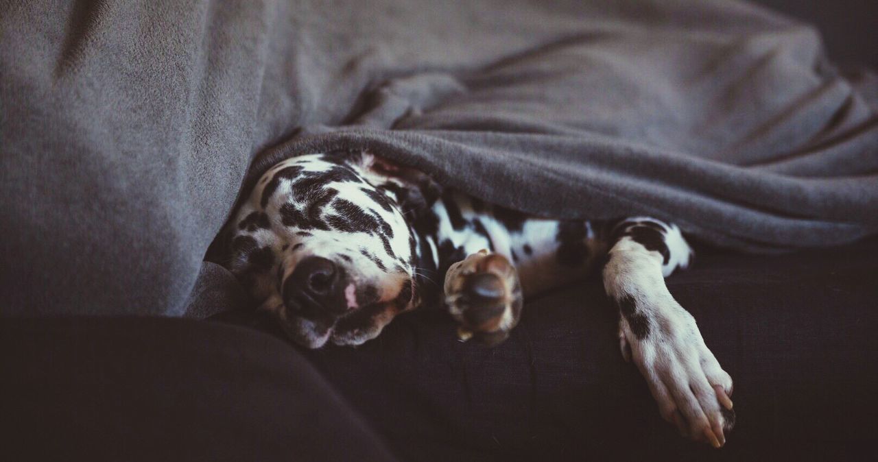 Close-up of dog relaxing on bed at home