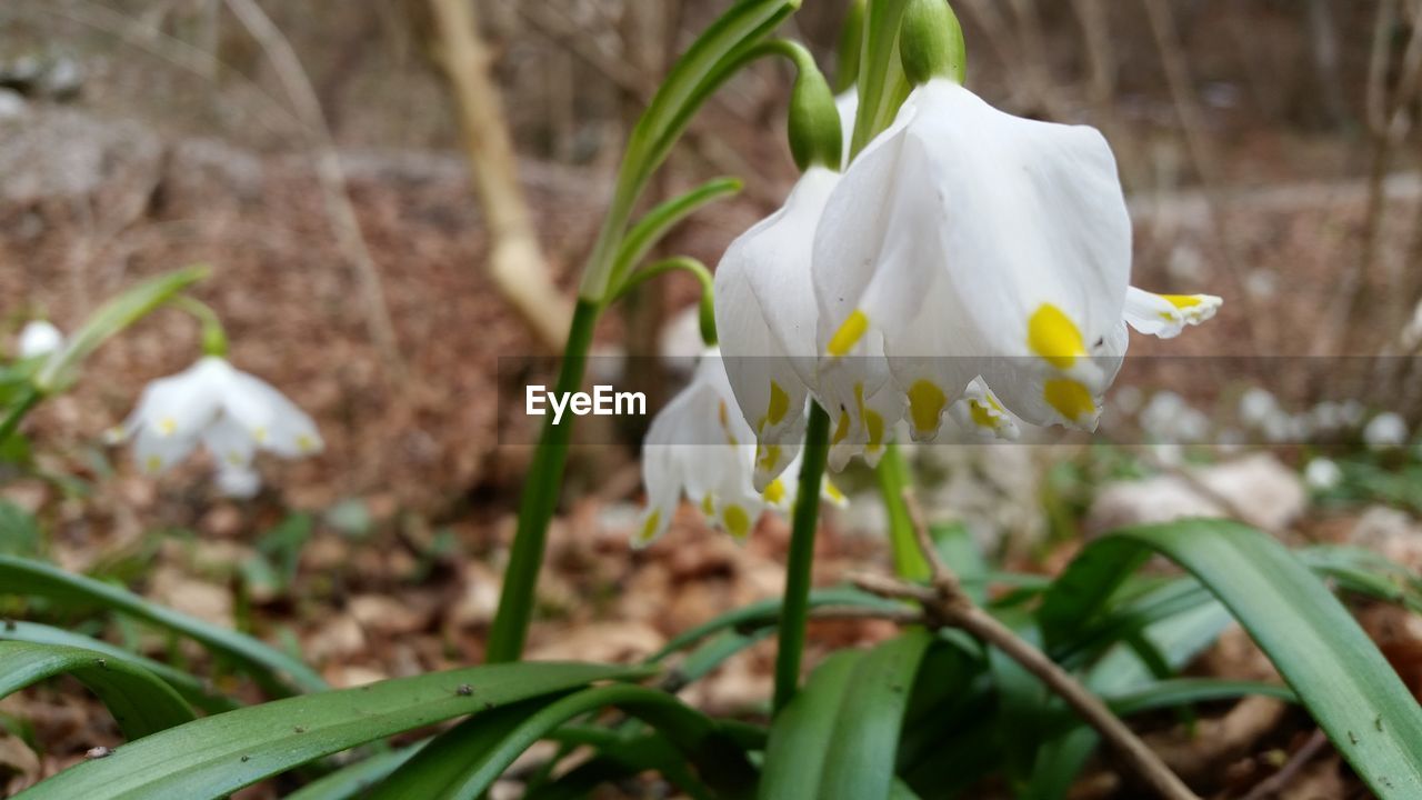 CLOSE-UP OF WHITE FLOWERS BLOOMING OUTDOORS