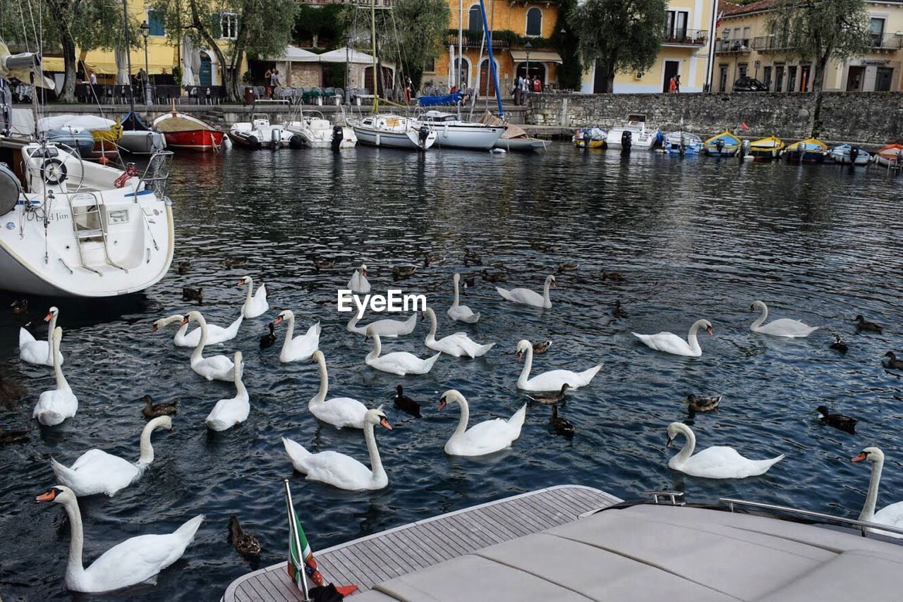 SEAGULLS ON LAKE