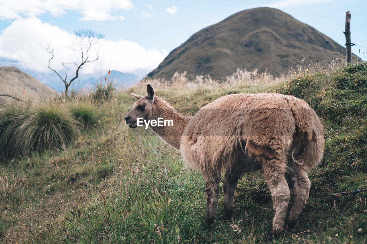 SHEEP STANDING IN A FARM