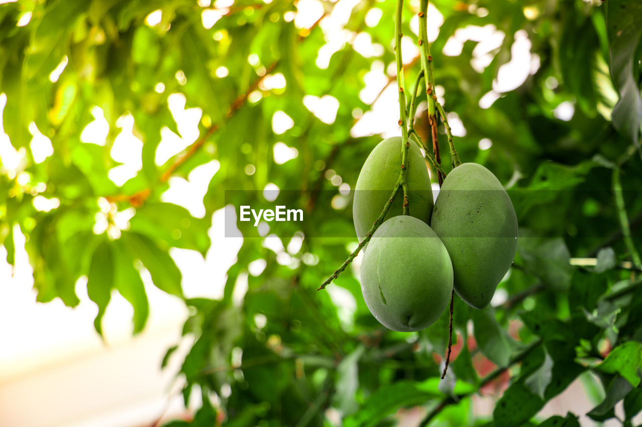 CLOSE-UP OF FRUITS ON TREE