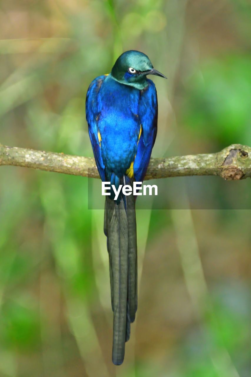 CLOSE-UP OF BIRD PERCHING ON TREE