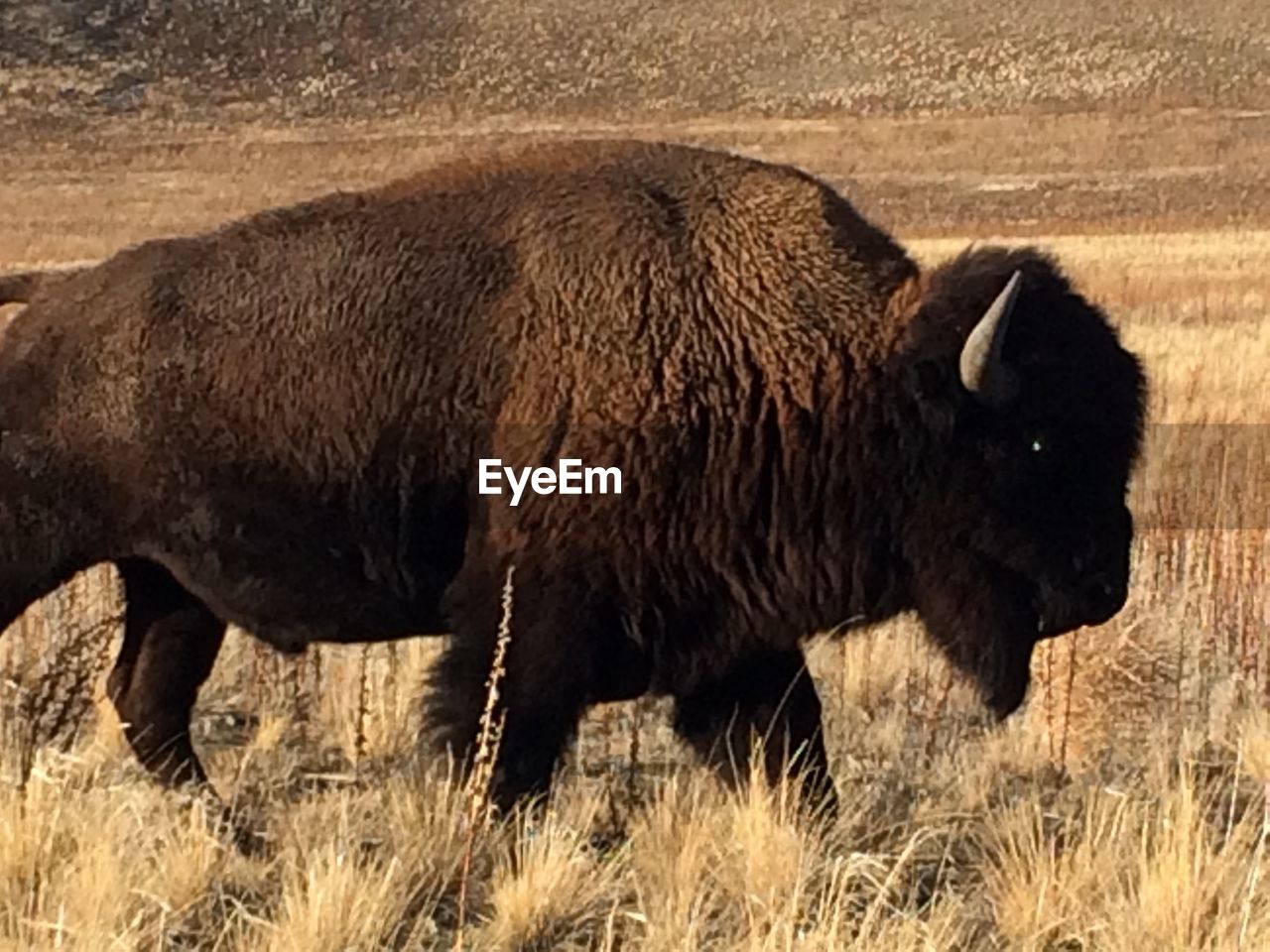 American bison on field