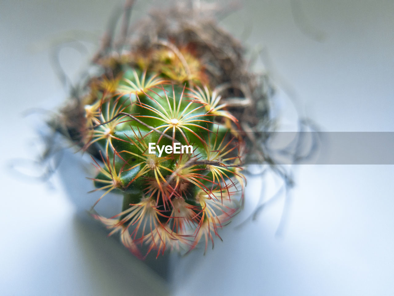 CLOSE-UP OF POTTED PLANT