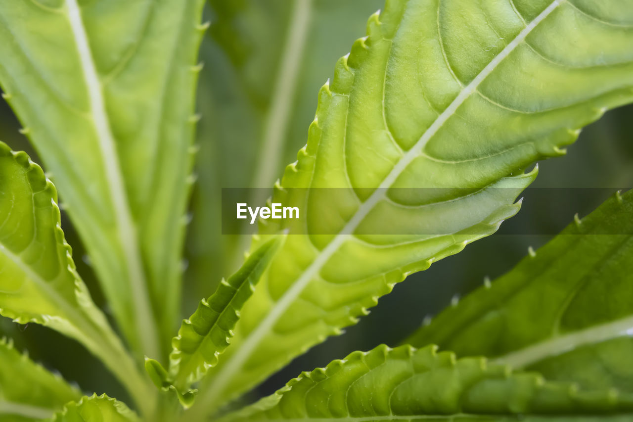 Close-up of fresh green leaf in water