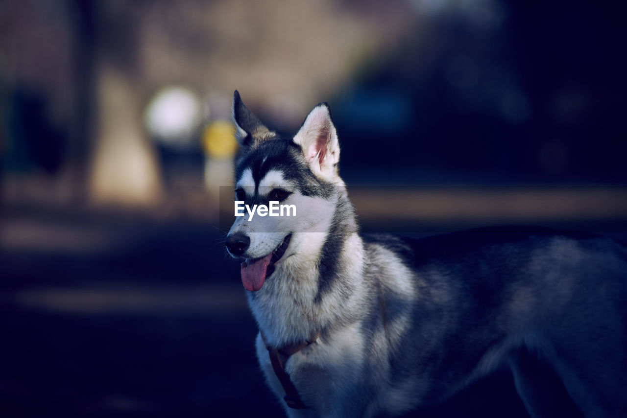 Close-up of a dog looking away