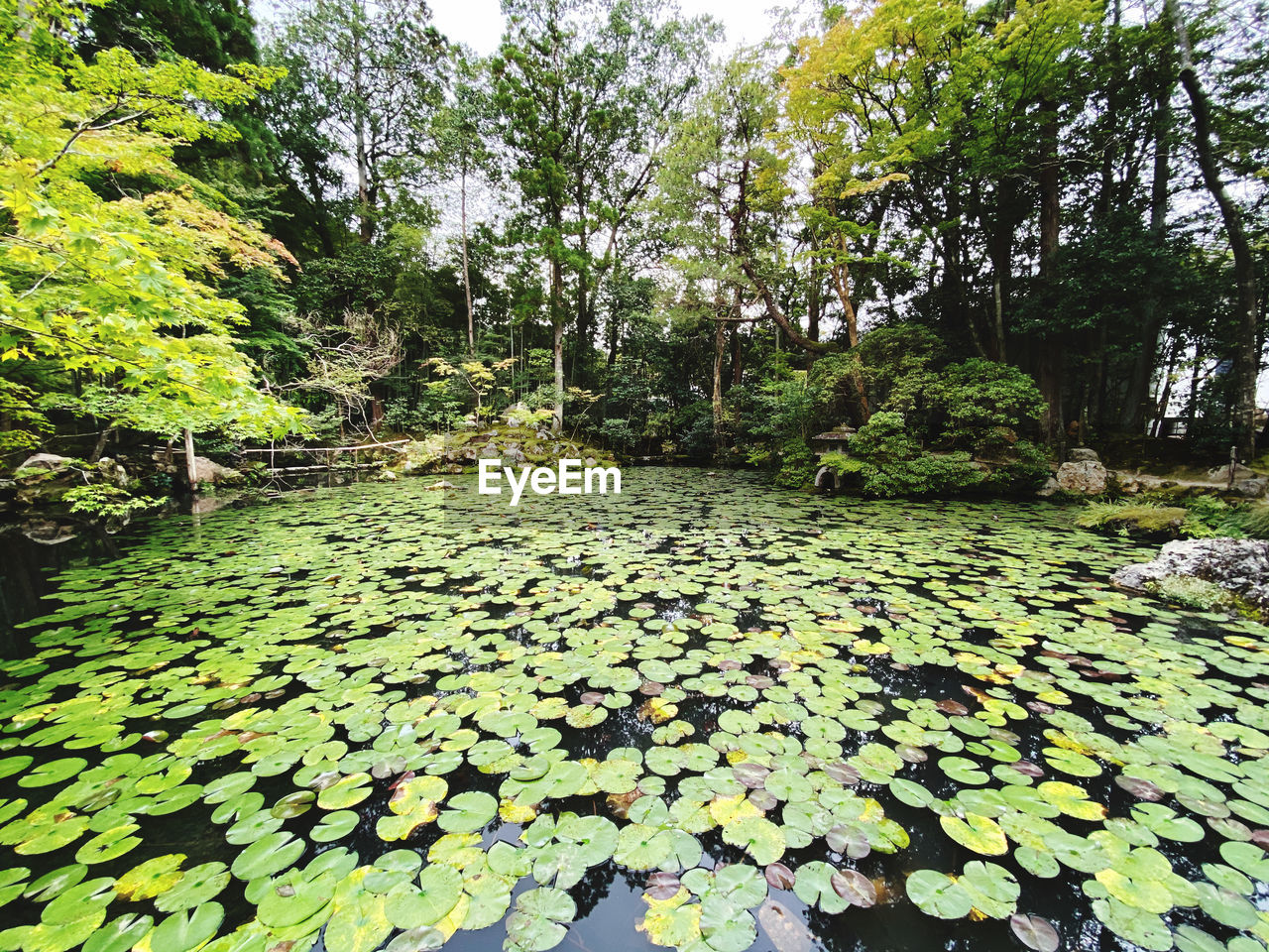 VIEW OF LEAVES FLOATING ON WATER