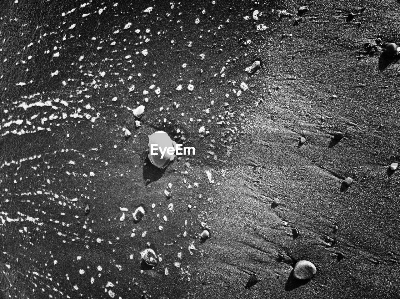 High angle view of seashells on sea shore at beach