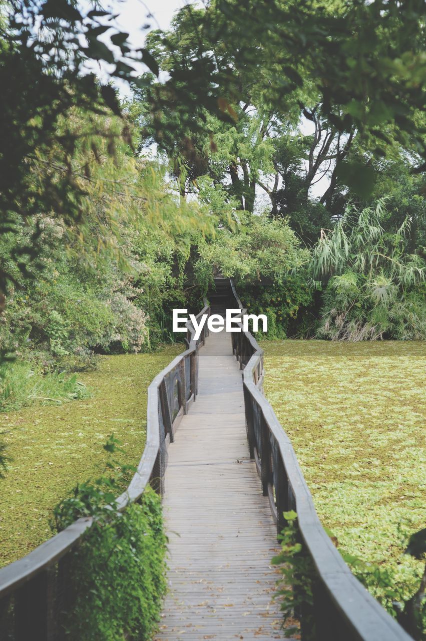 Empty boardwalk by plants