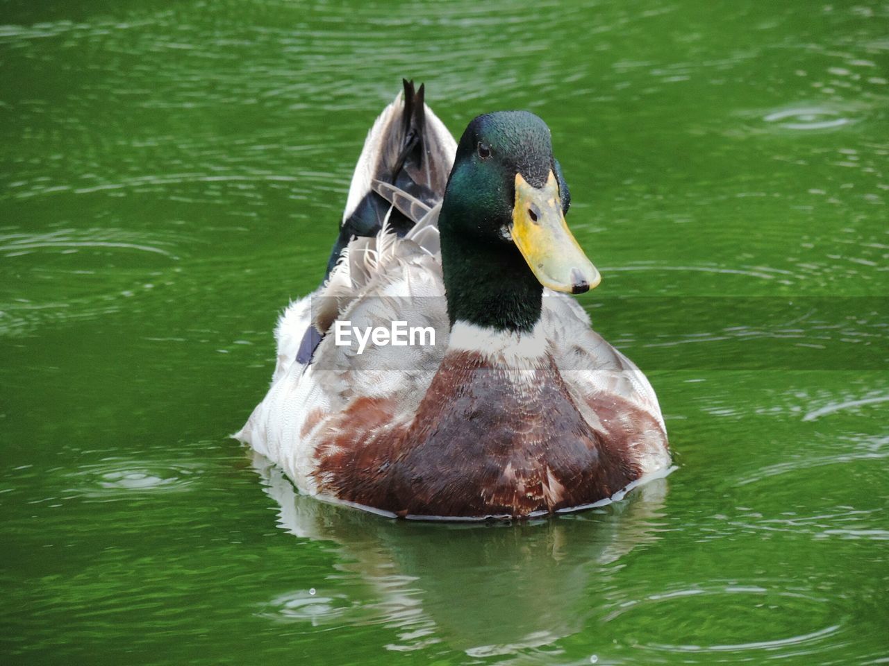 CLOSE-UP OF SWAN IN LAKE