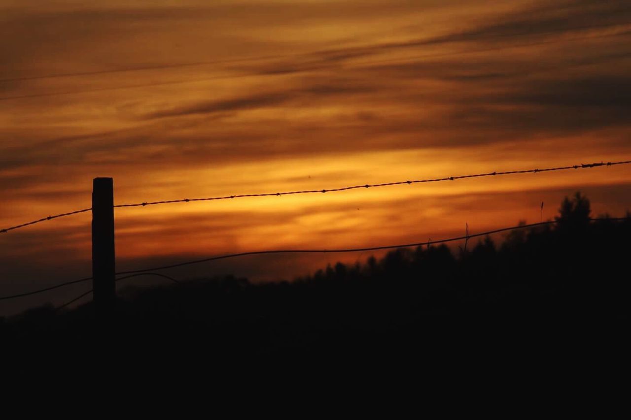 SILHOUETTE TREES AGAINST ORANGE SKY DURING SUNSET