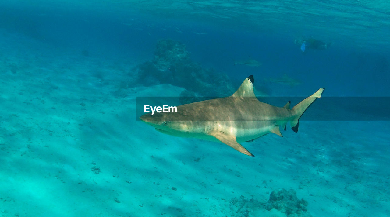 Shark swimming in sea