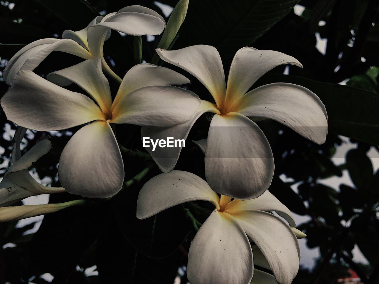Close-up of white flowering plant