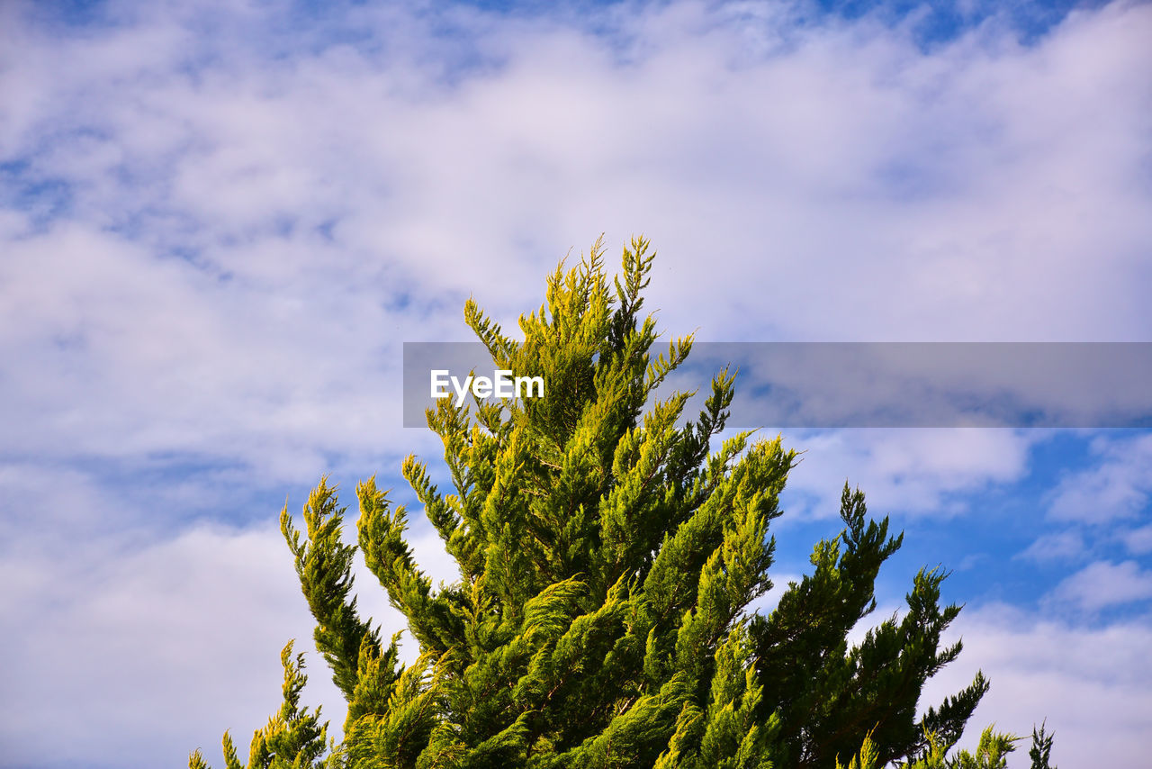 Low angle view of tree against sky