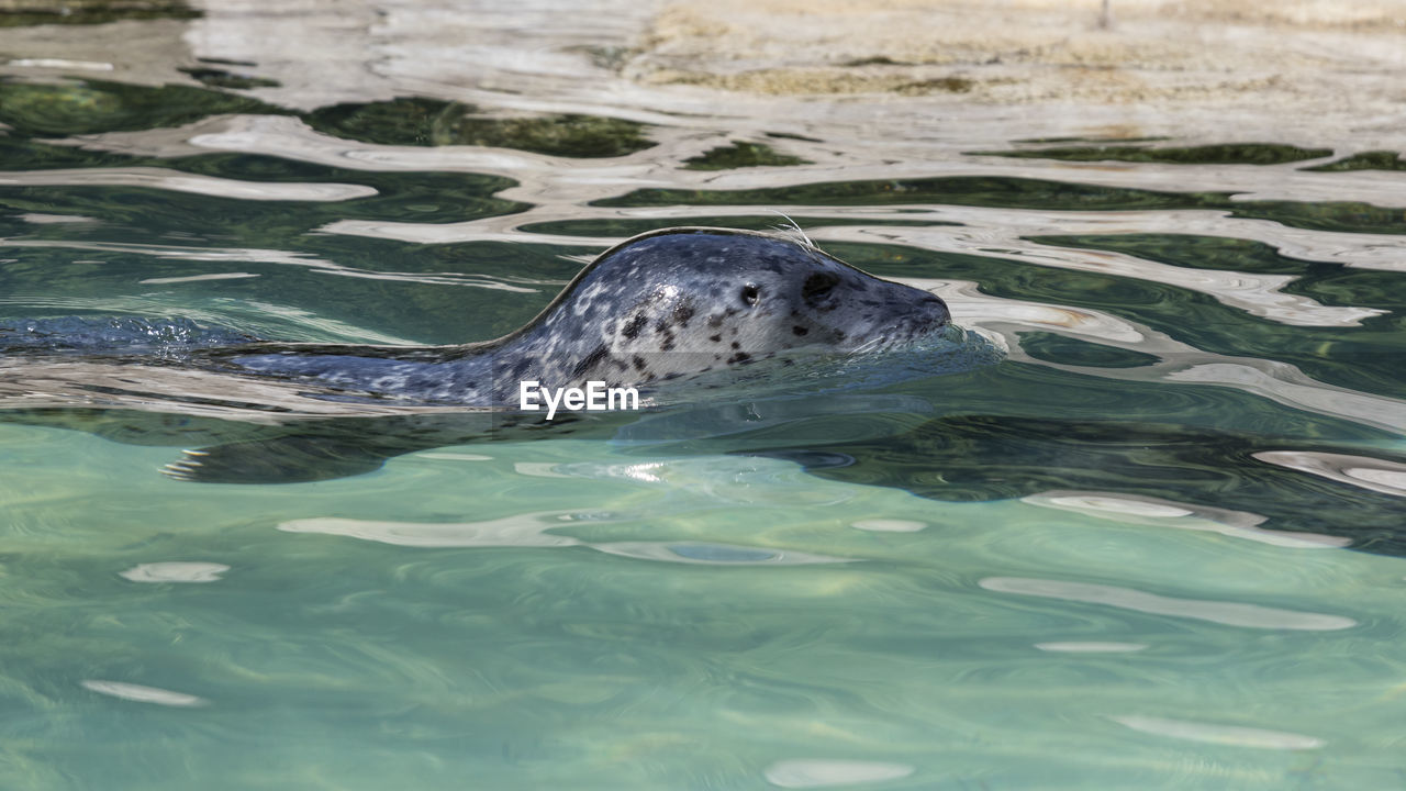 Sea lion in the water