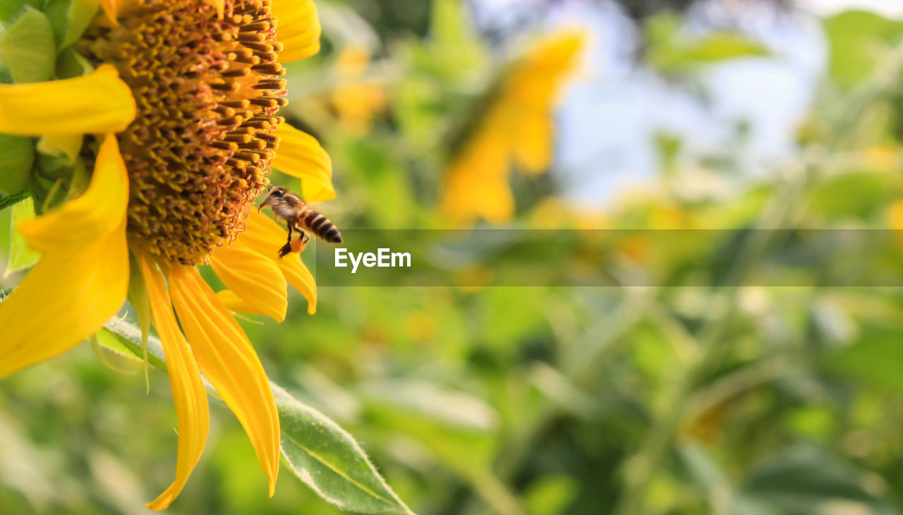 Bee pollinating flower