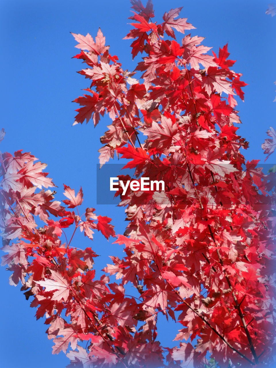 LOW ANGLE VIEW OF TREE BRANCH AGAINST CLEAR BLUE SKY