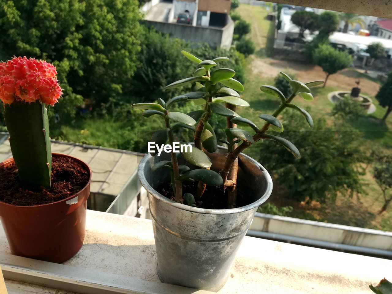 CLOSE-UP OF POTTED PLANTS AGAINST BUILDING