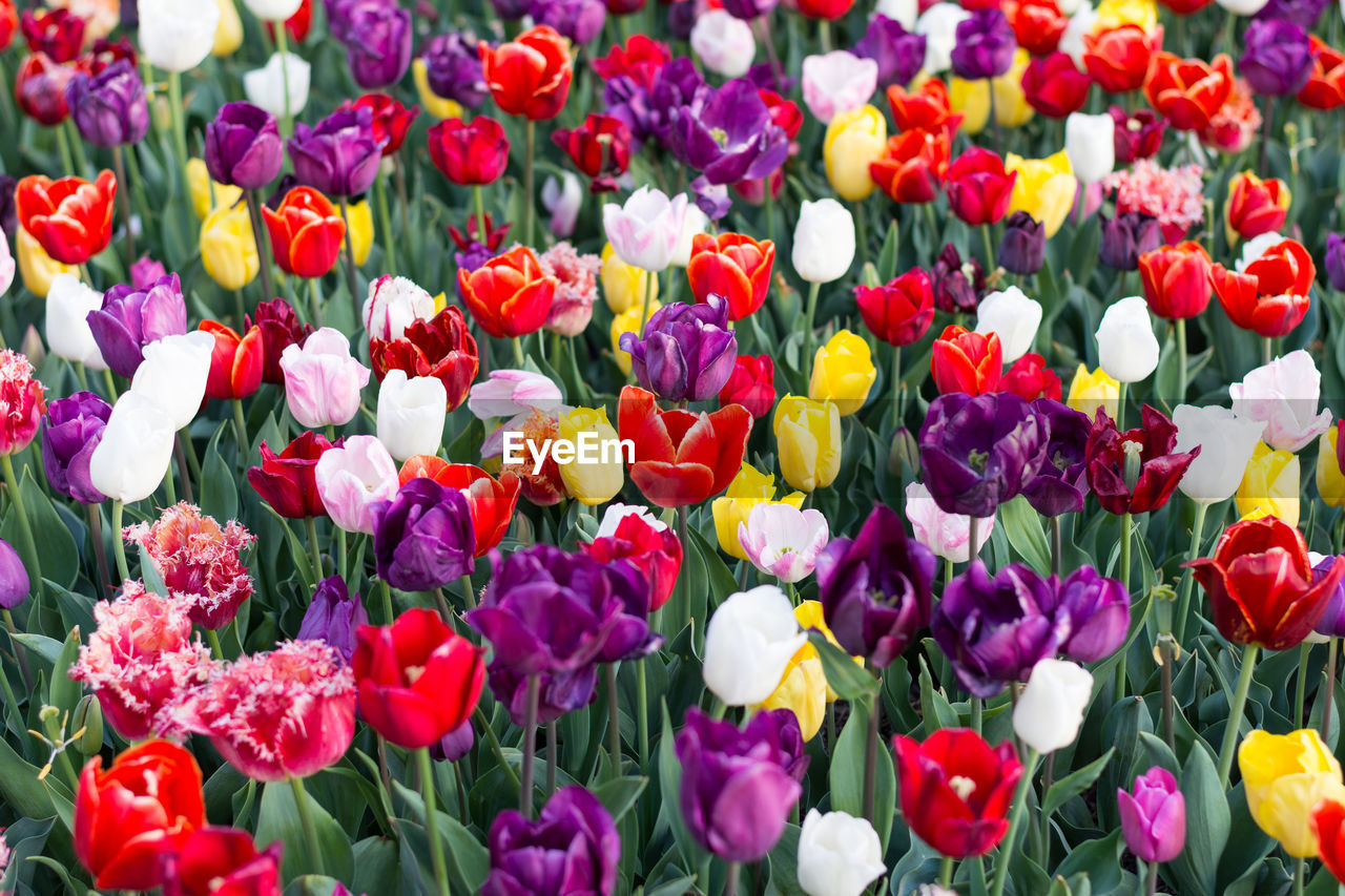 Full frame shot of multi colored tulips blooming on field