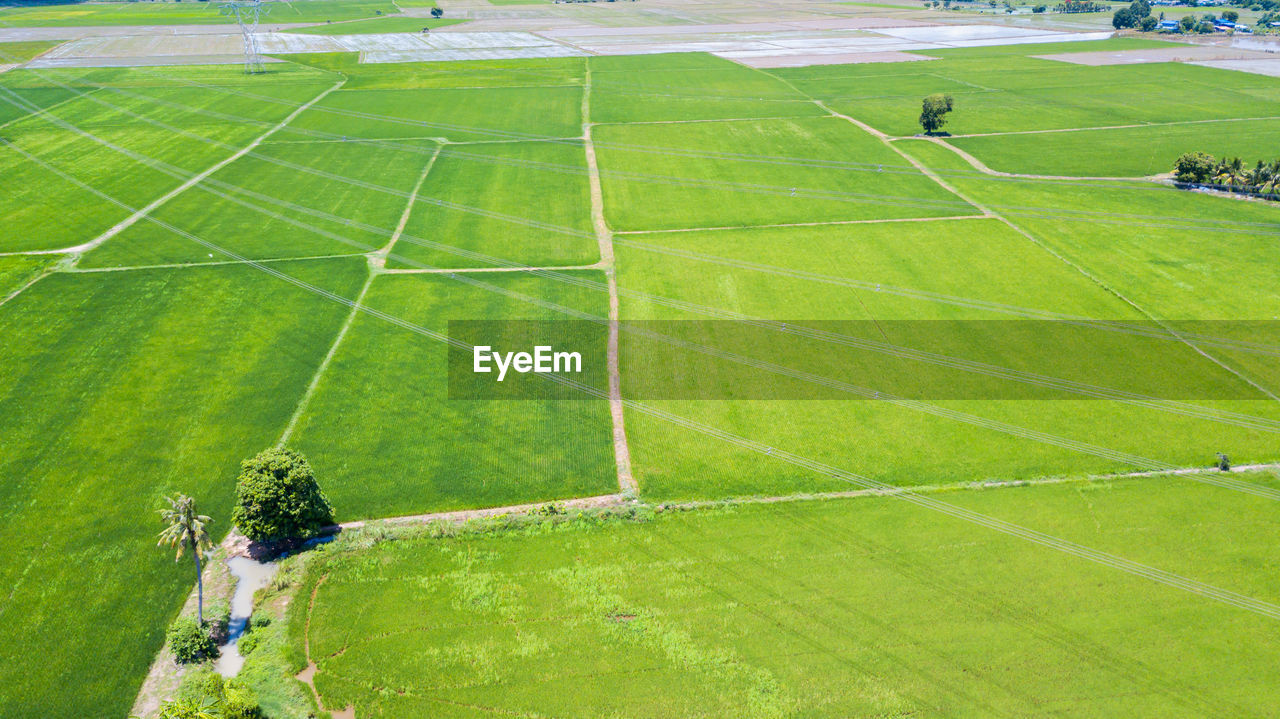 Aerial paddy field in lop buri, thailand,farming career is the main occupation of thai people.