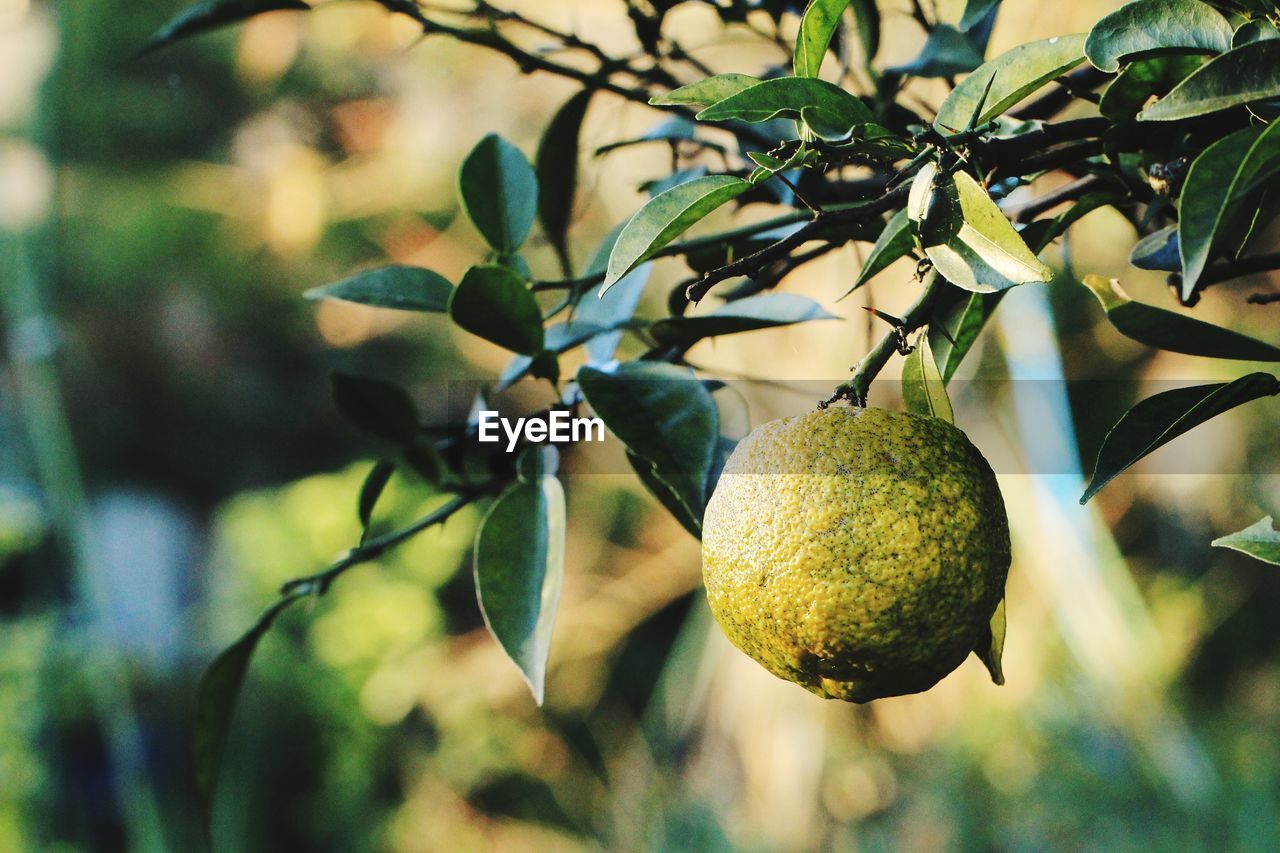 Close-up of fruit growing on tree