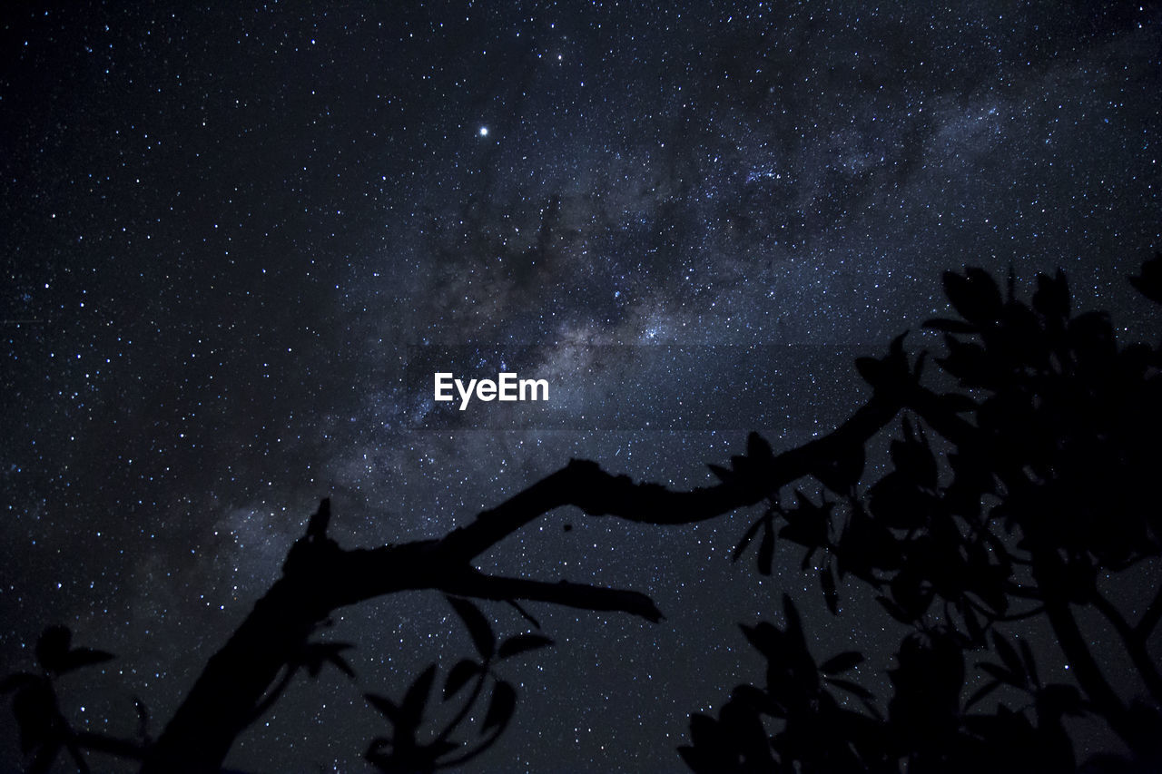 Silhouette of tree branch and milky way as background