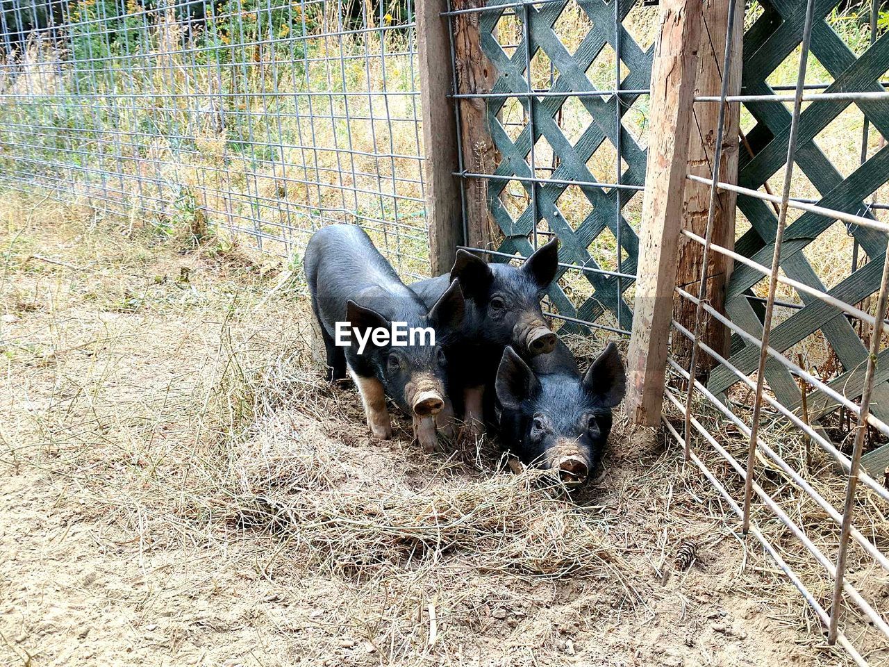Here piggy piggy