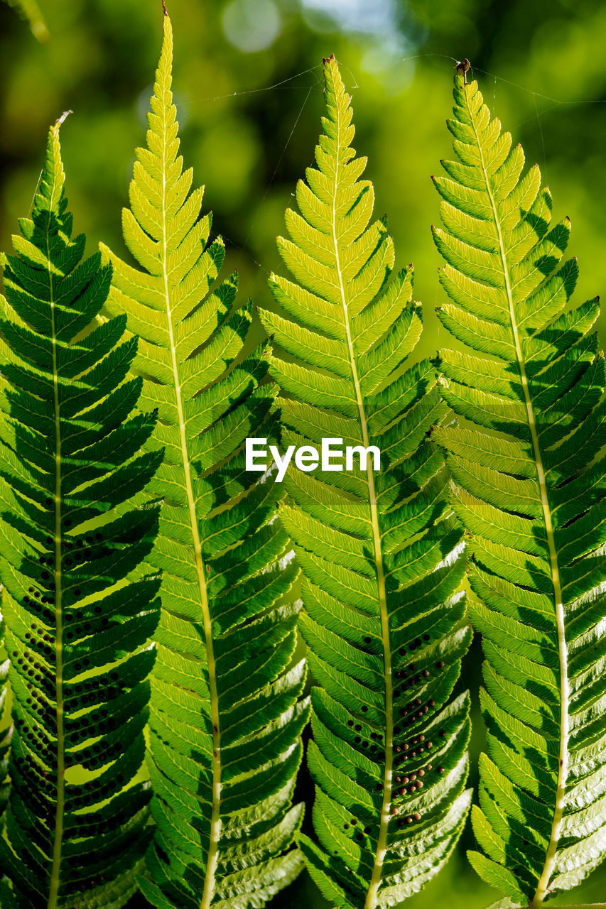 Close-up of fern leaves