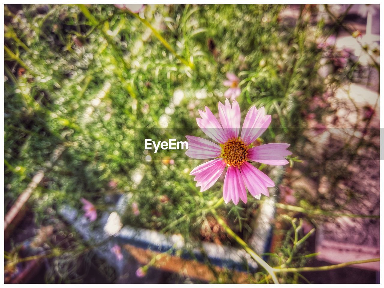 Little flower, little love