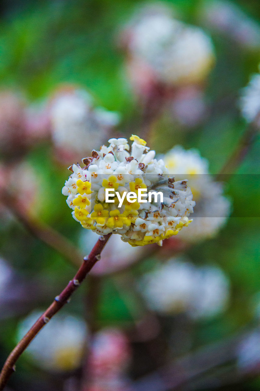 Close-up of white flowering plant