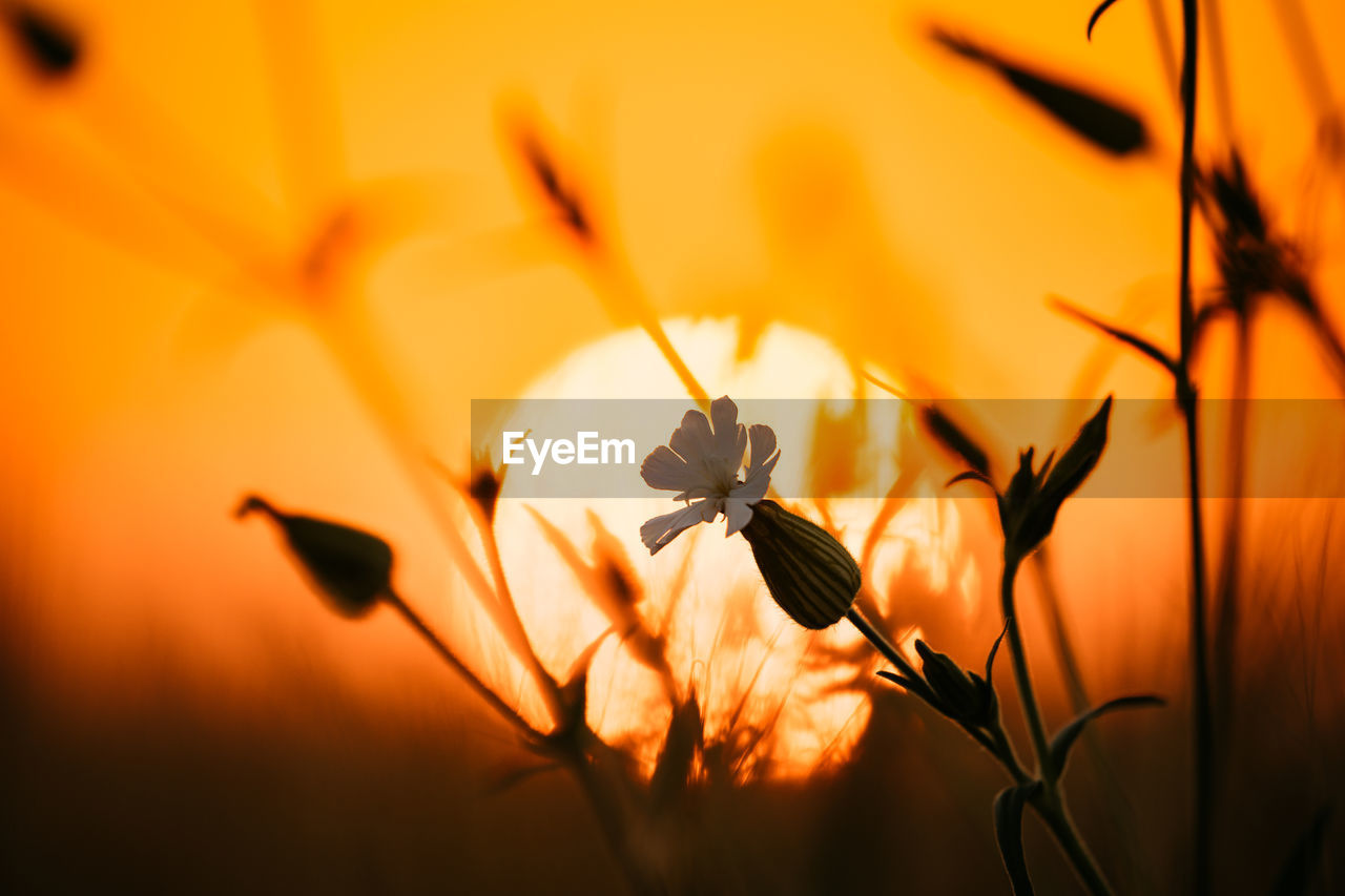 Close-up of plant against blurred background