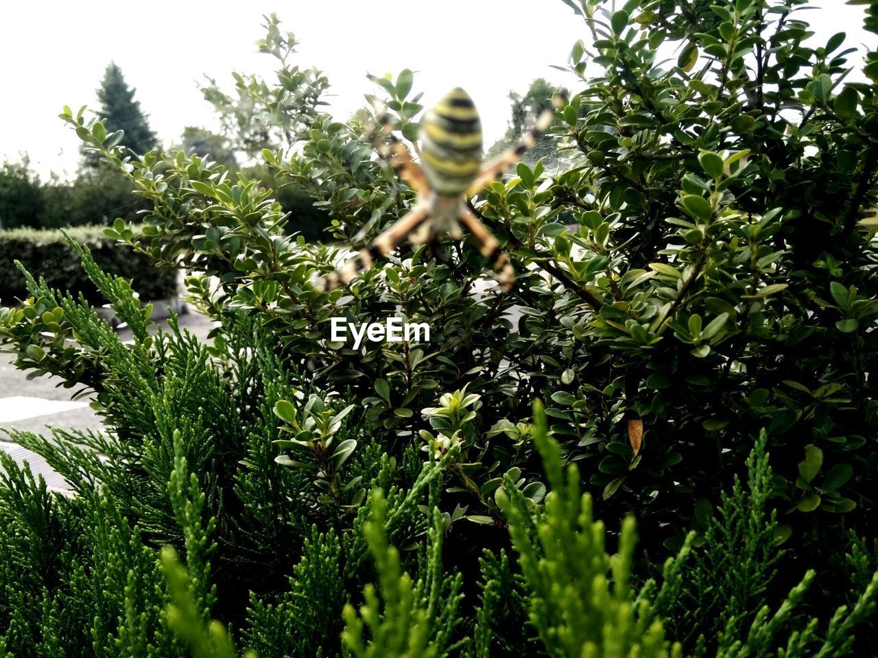 CLOSE-UP OF GIRAFFE AGAINST TREES